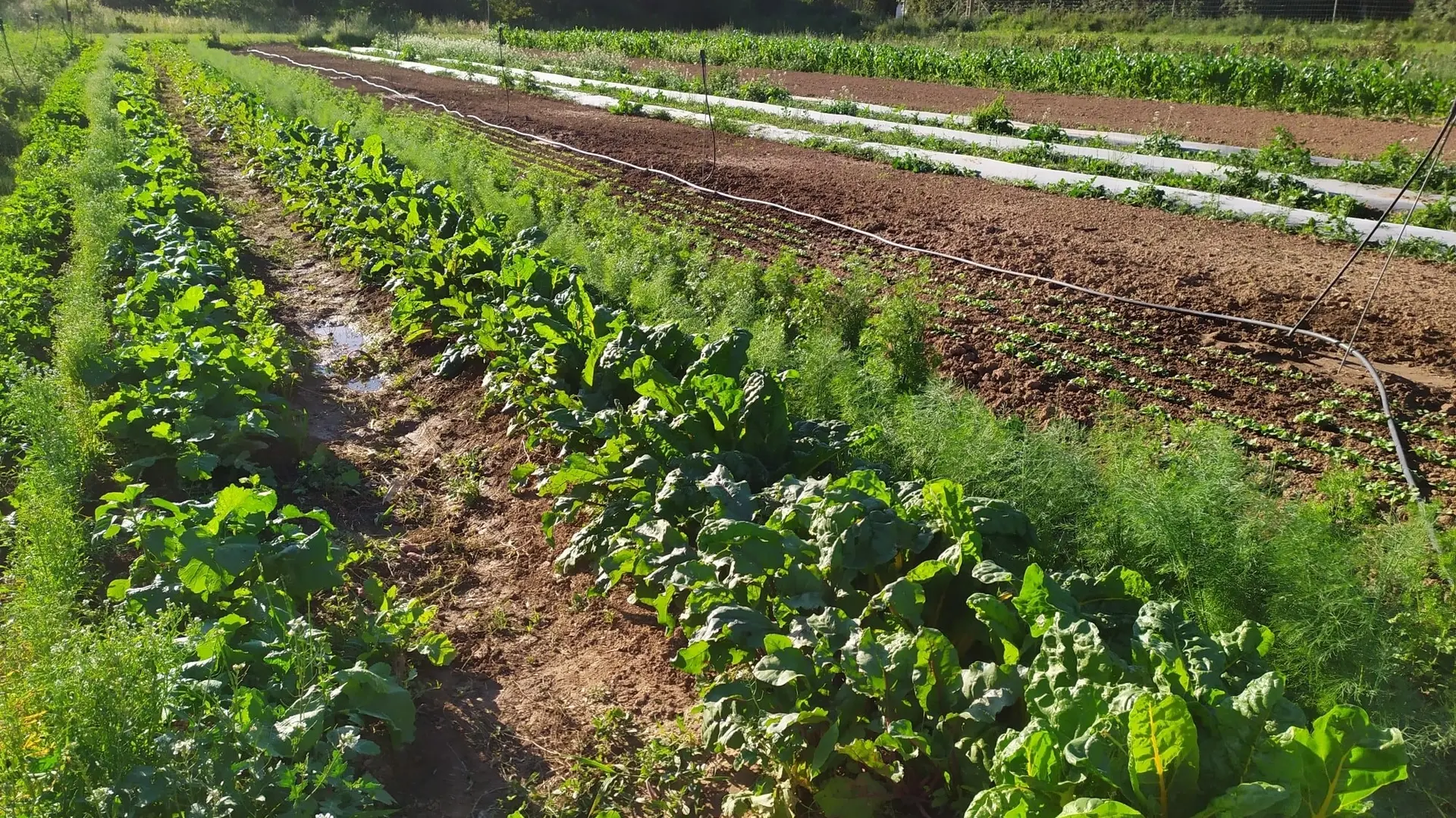 champs de légumes