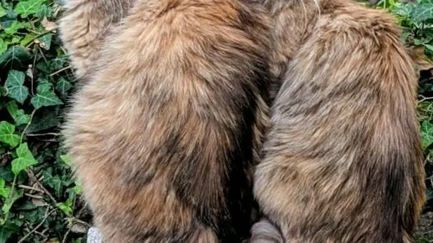 Gîte La Rose et Le Loup Gîtes de France Alpes-Maritimes Speracedes