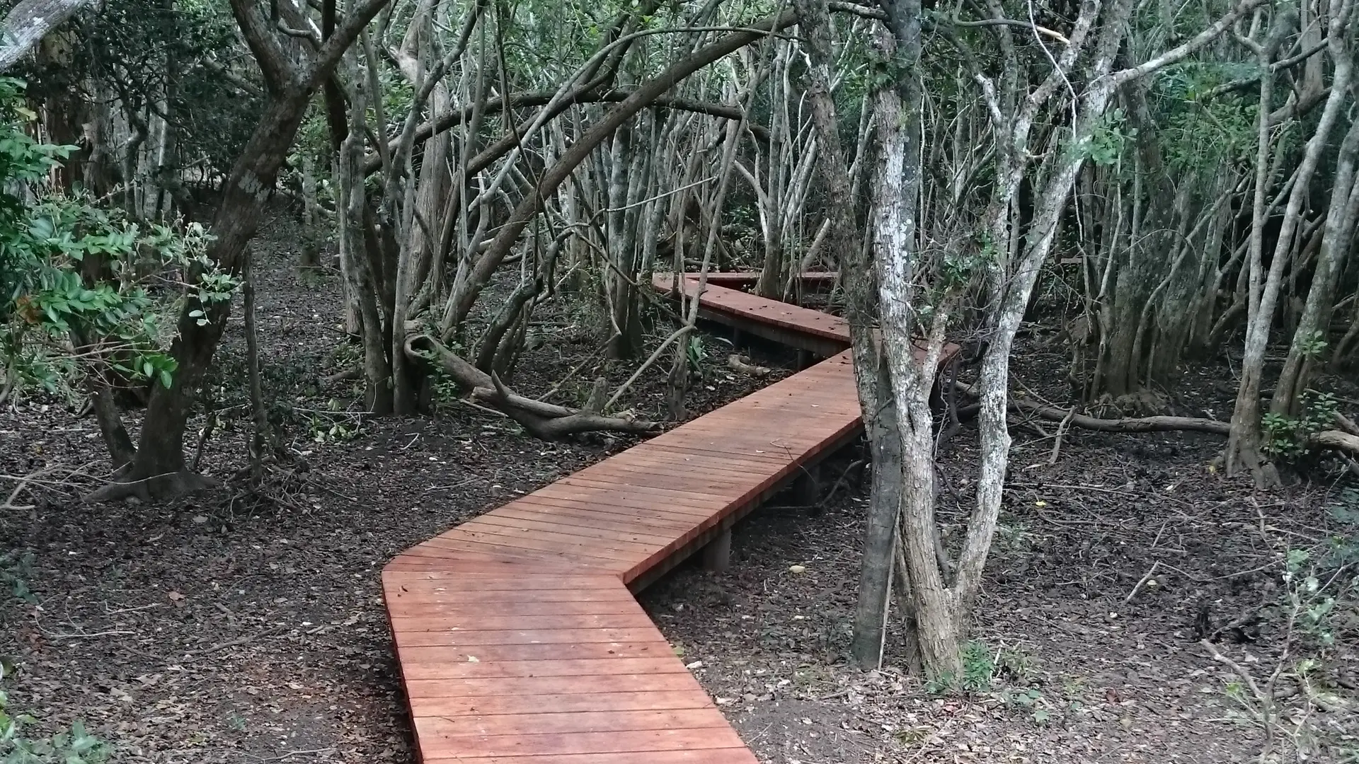 Un pont traversant la forêt sèche