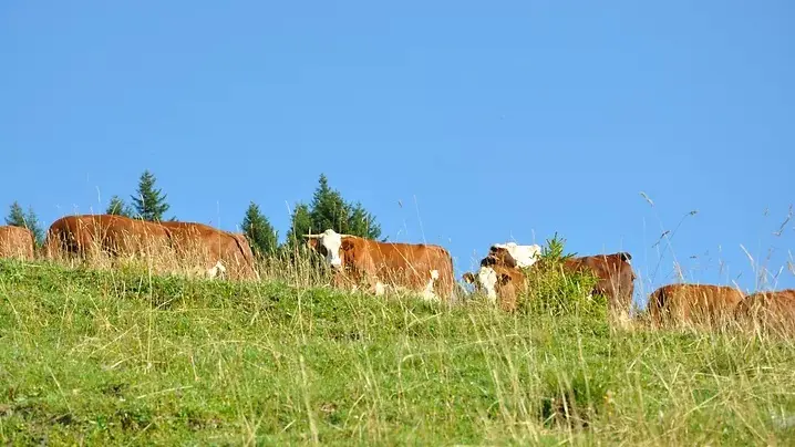 La Ferme de Seraussaix