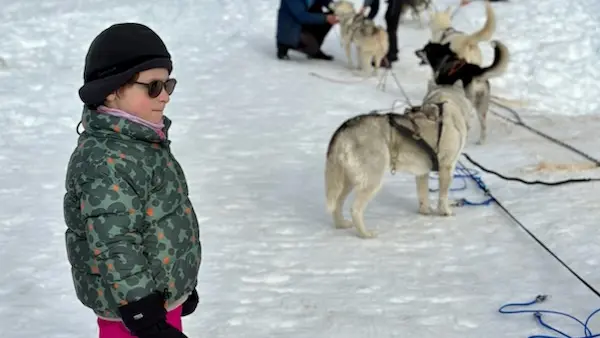 Baptême en traîneau avec Symbiose, chiens polaires
