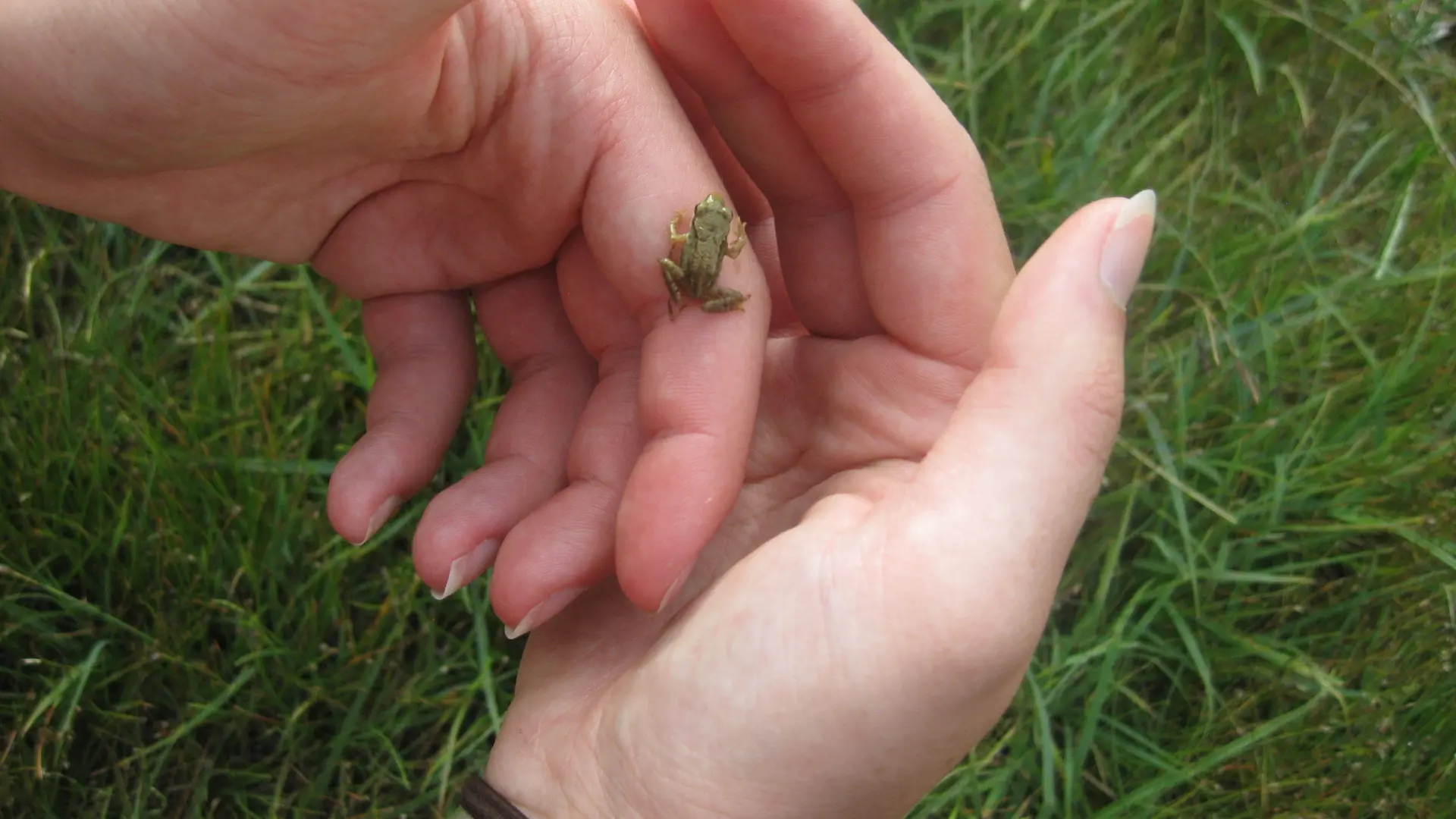 Mini Grenouille - La Grave