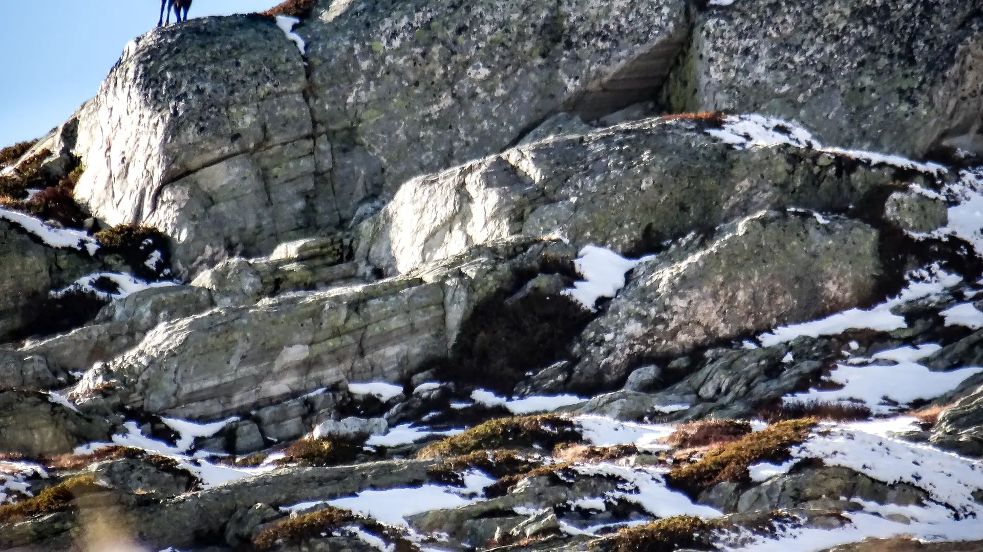 Chamois dans le vallon de Clou