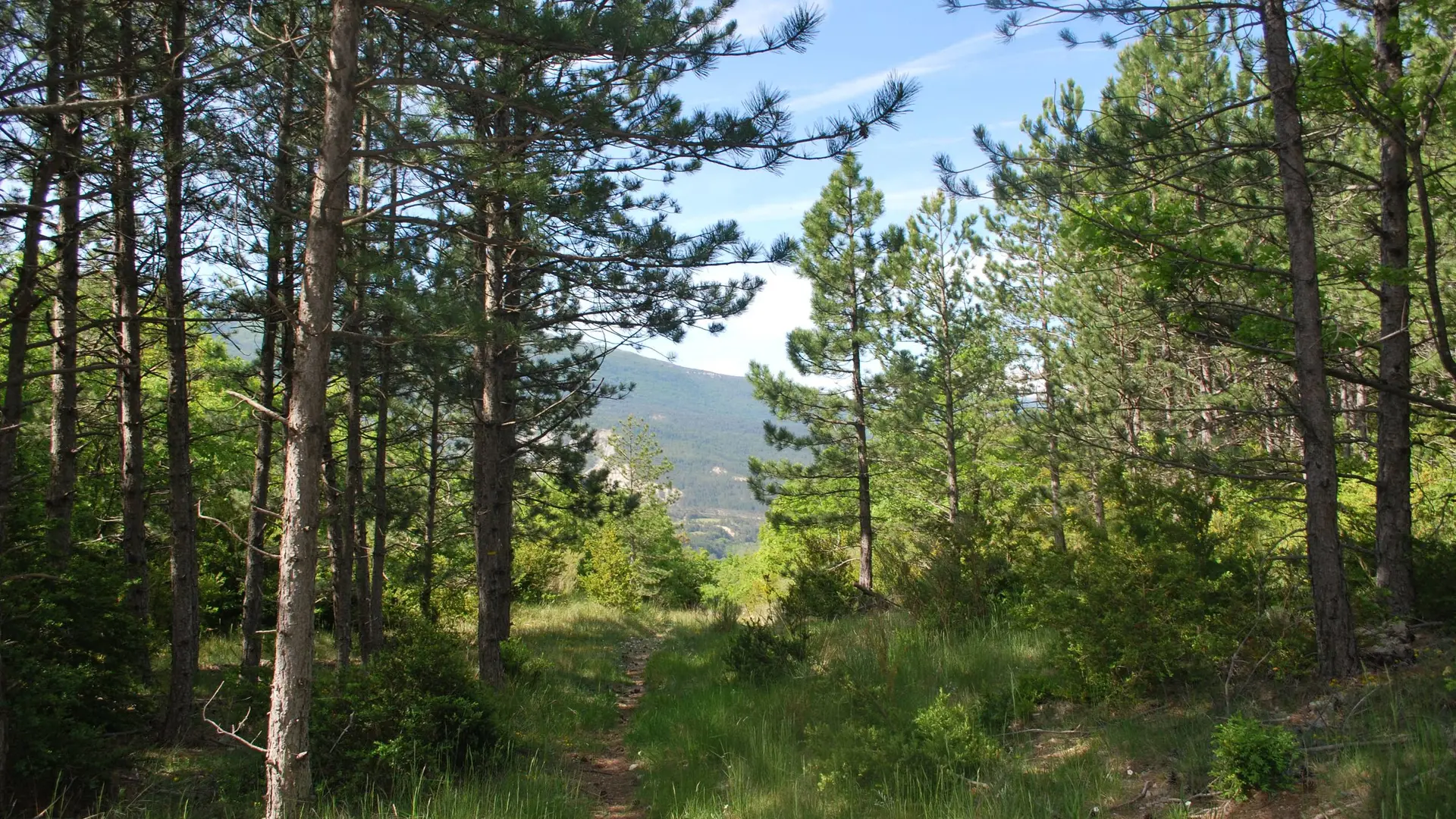 Portion de sentier bien ombragée par les pins