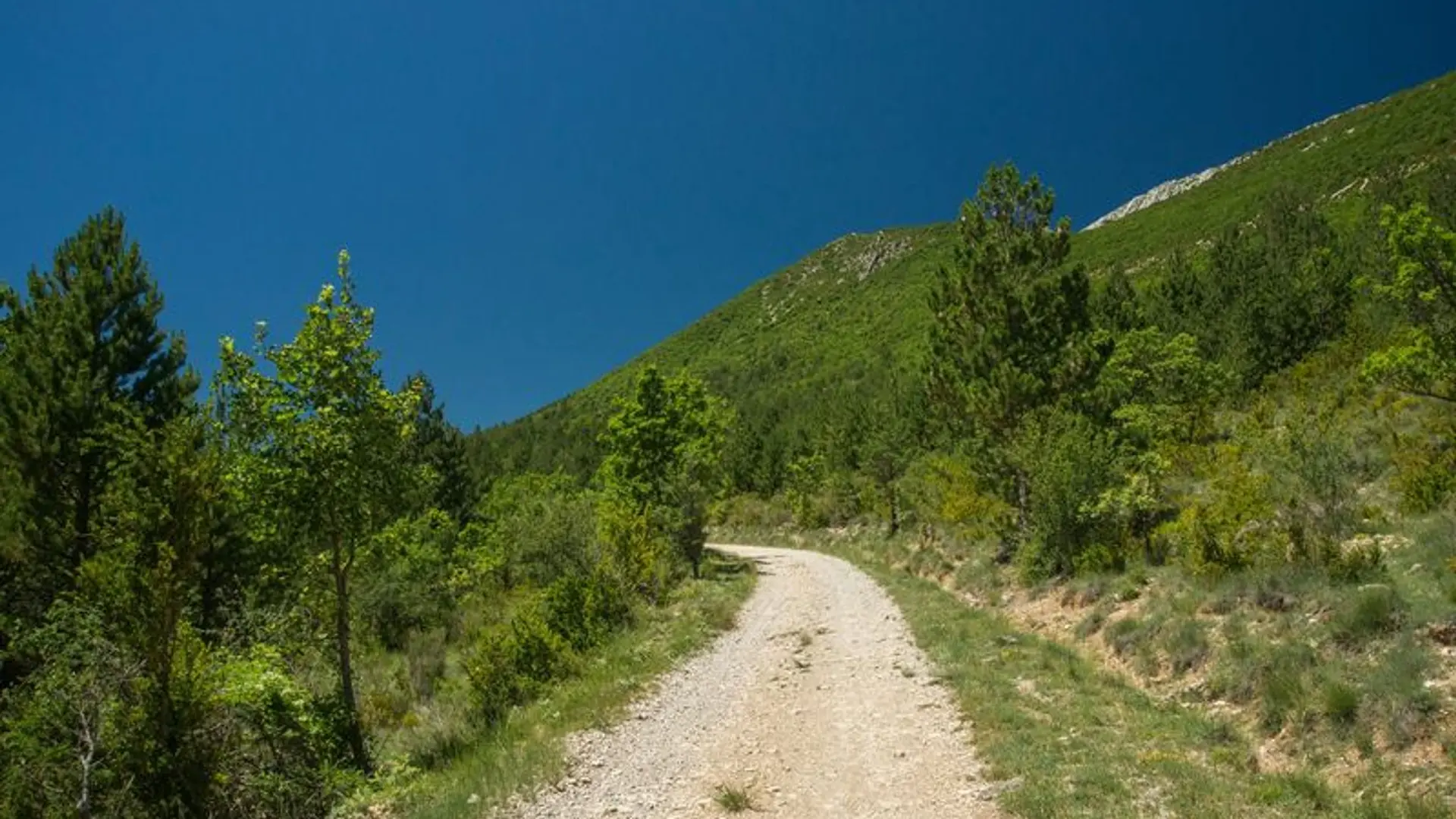 Piste bordant la Forêt Domaniale de la Méouge