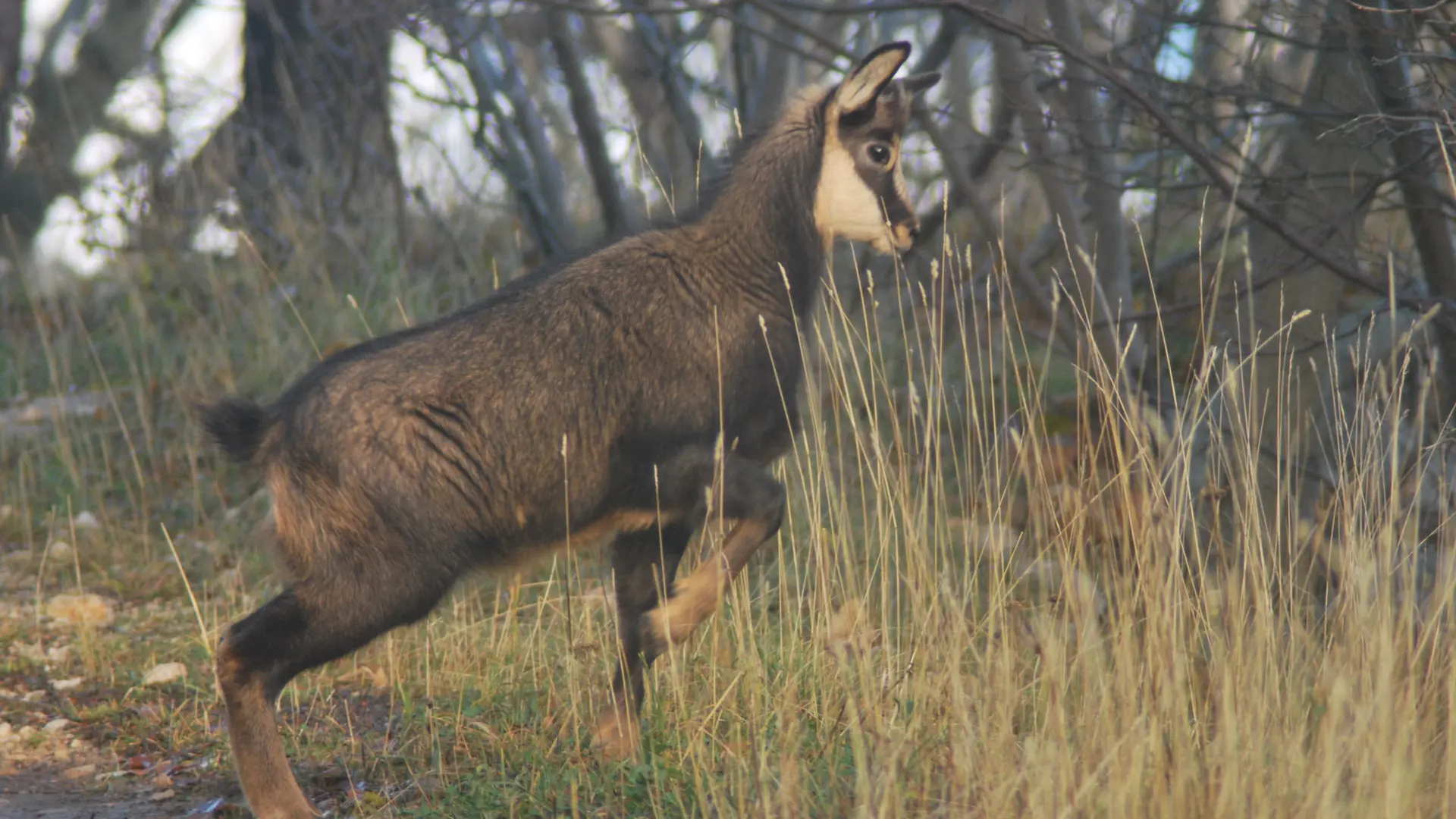 Observation de la faune - Chamois