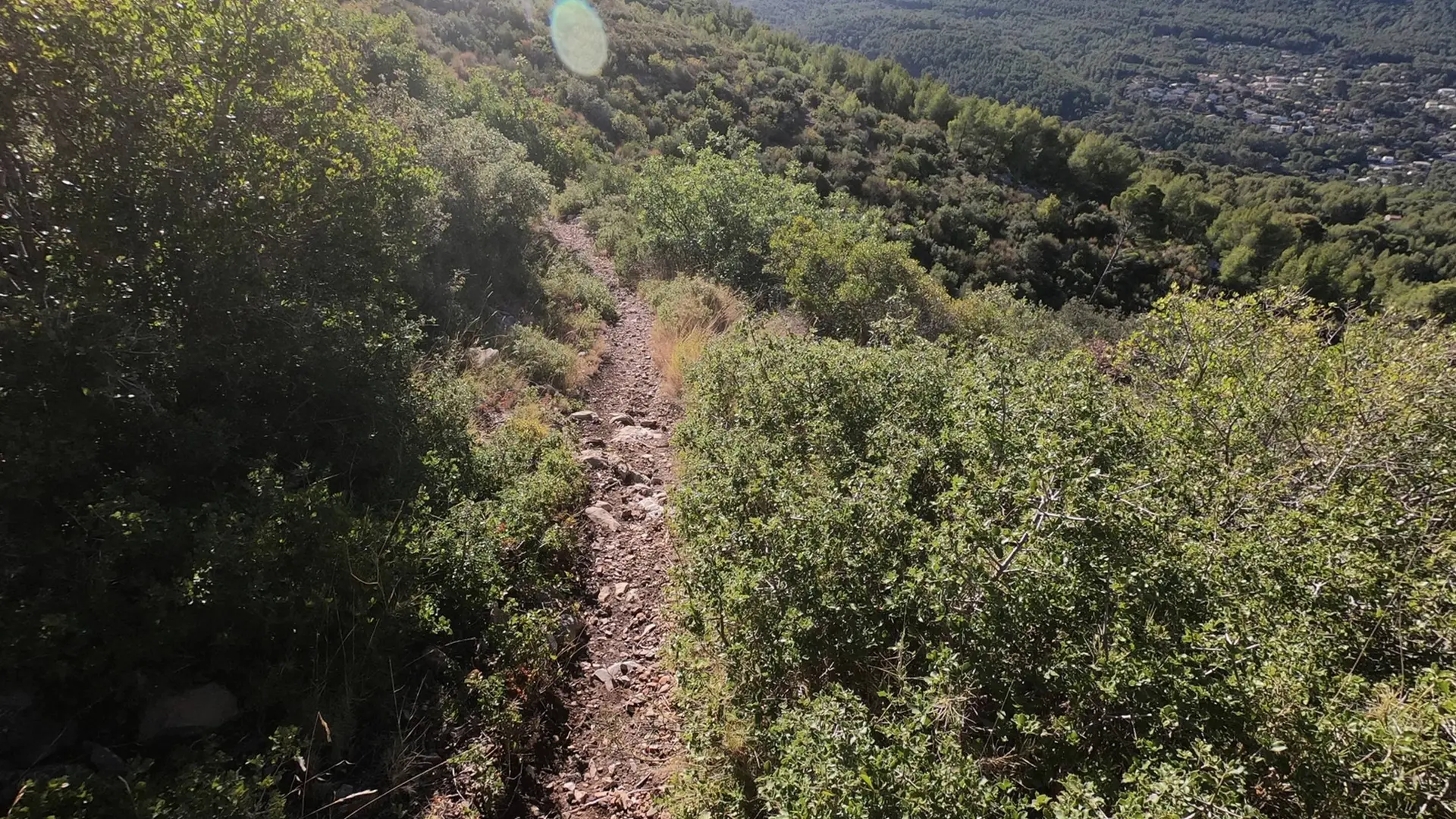 Vue sur le sentier serpenté entouré de végétation