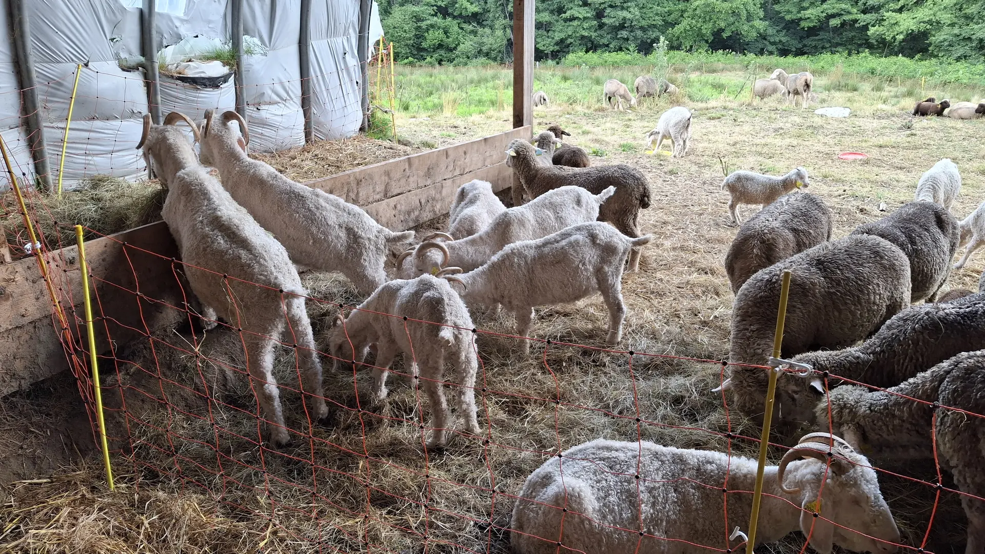 Les chèvres angora et les brebis mérinos