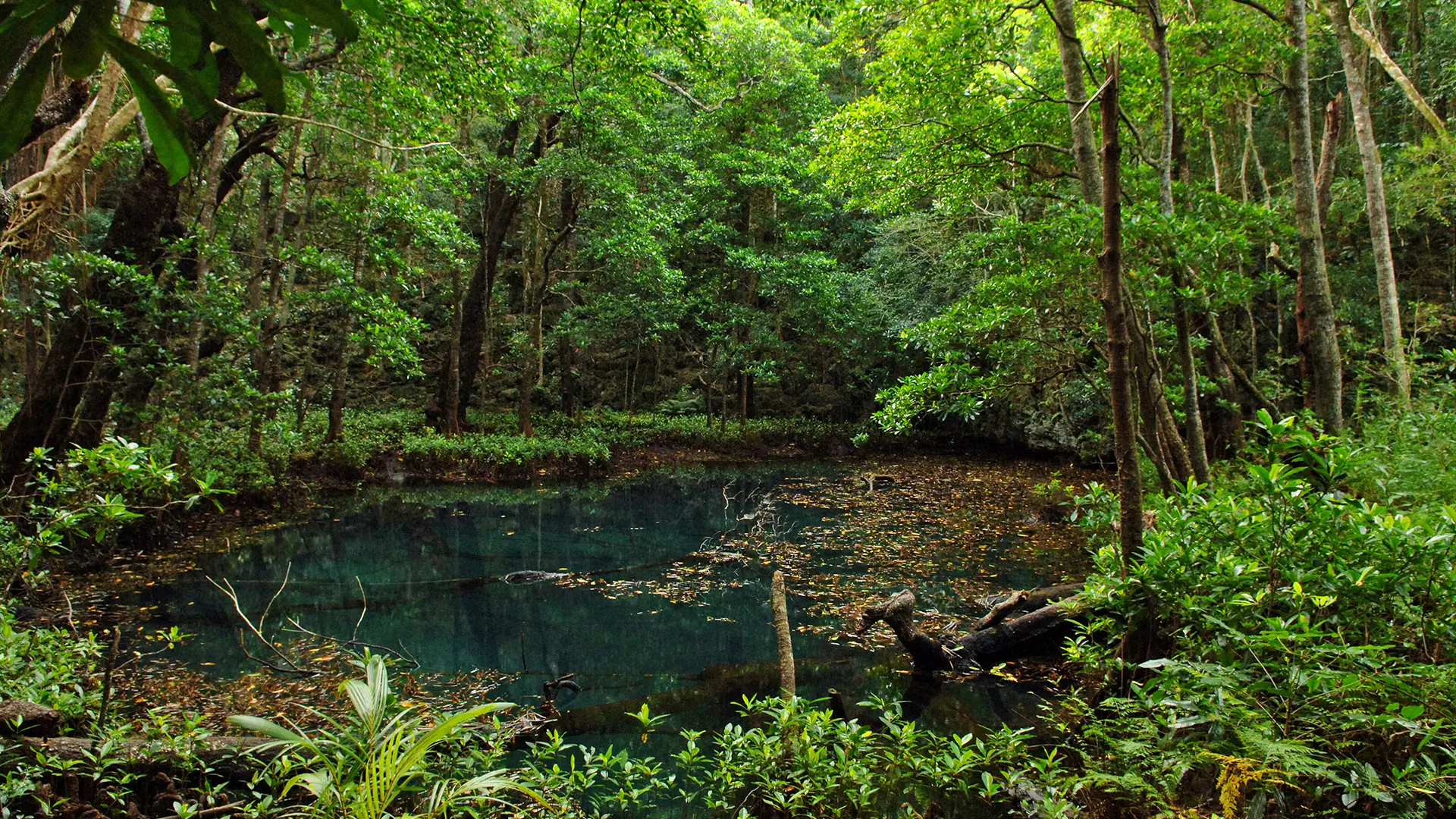 Three sinkholes, veritable natural amphitheaters nestled in the forest