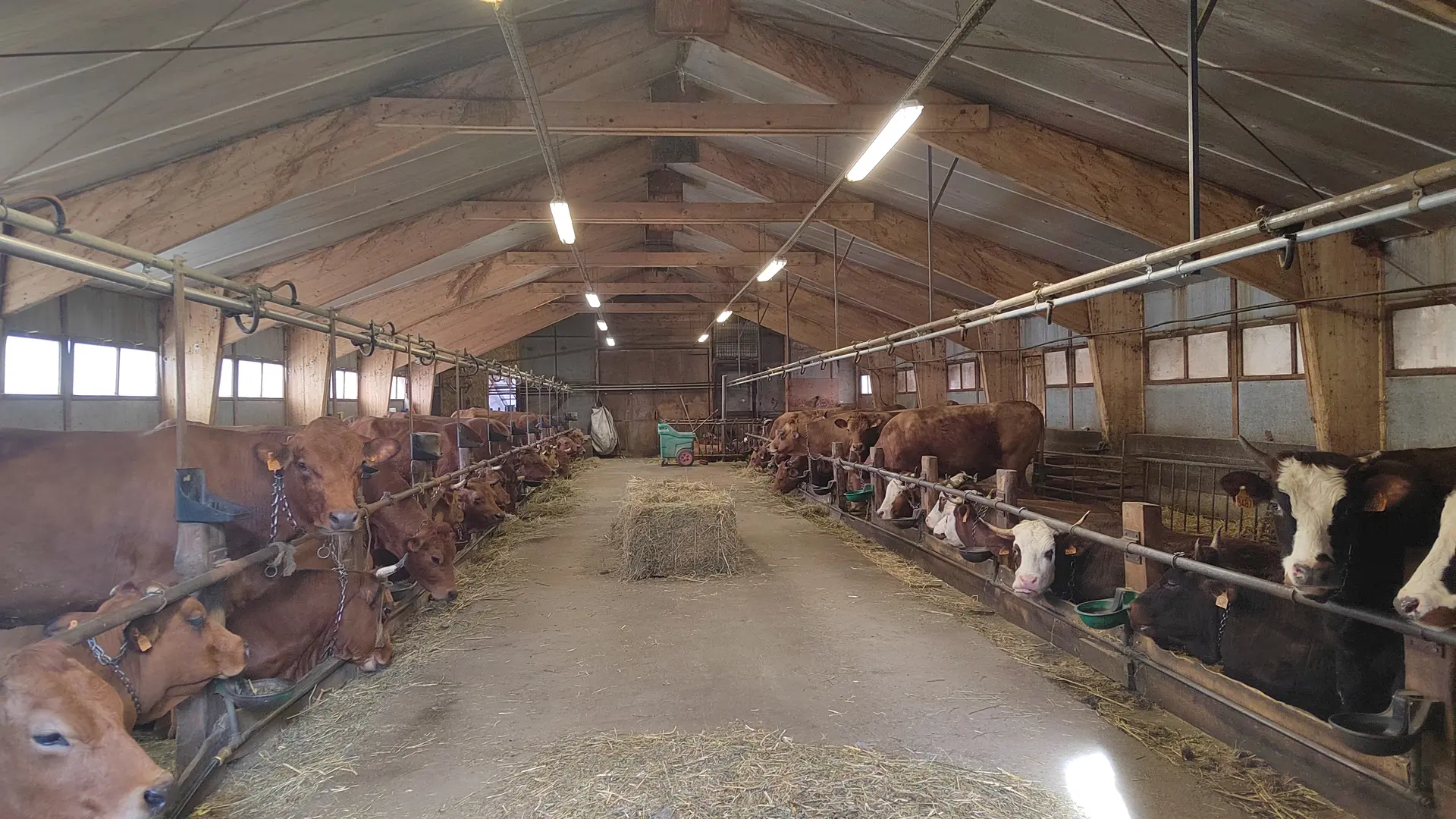 les vaches du gaec du petit puy - villard saint pancrace
