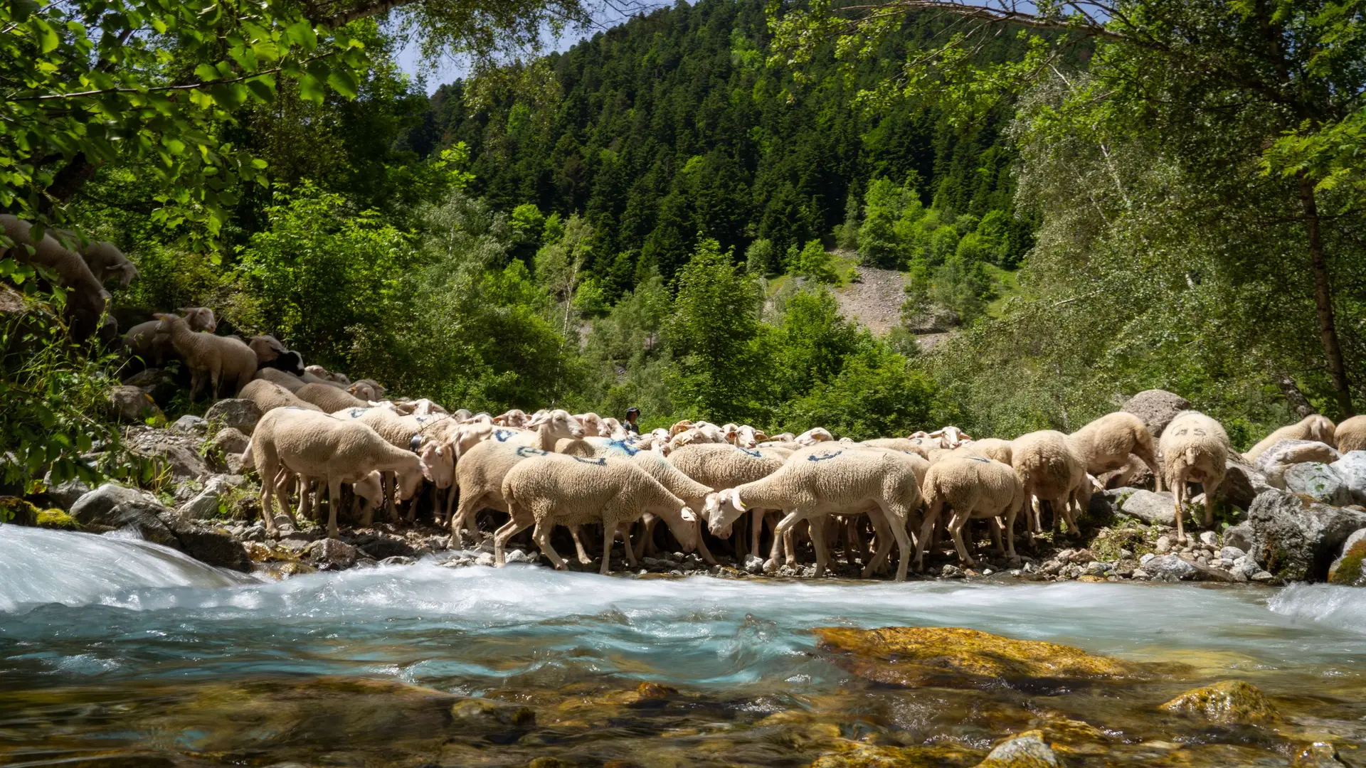Randonnée dans le vallon de Prentiq Valgaudemar