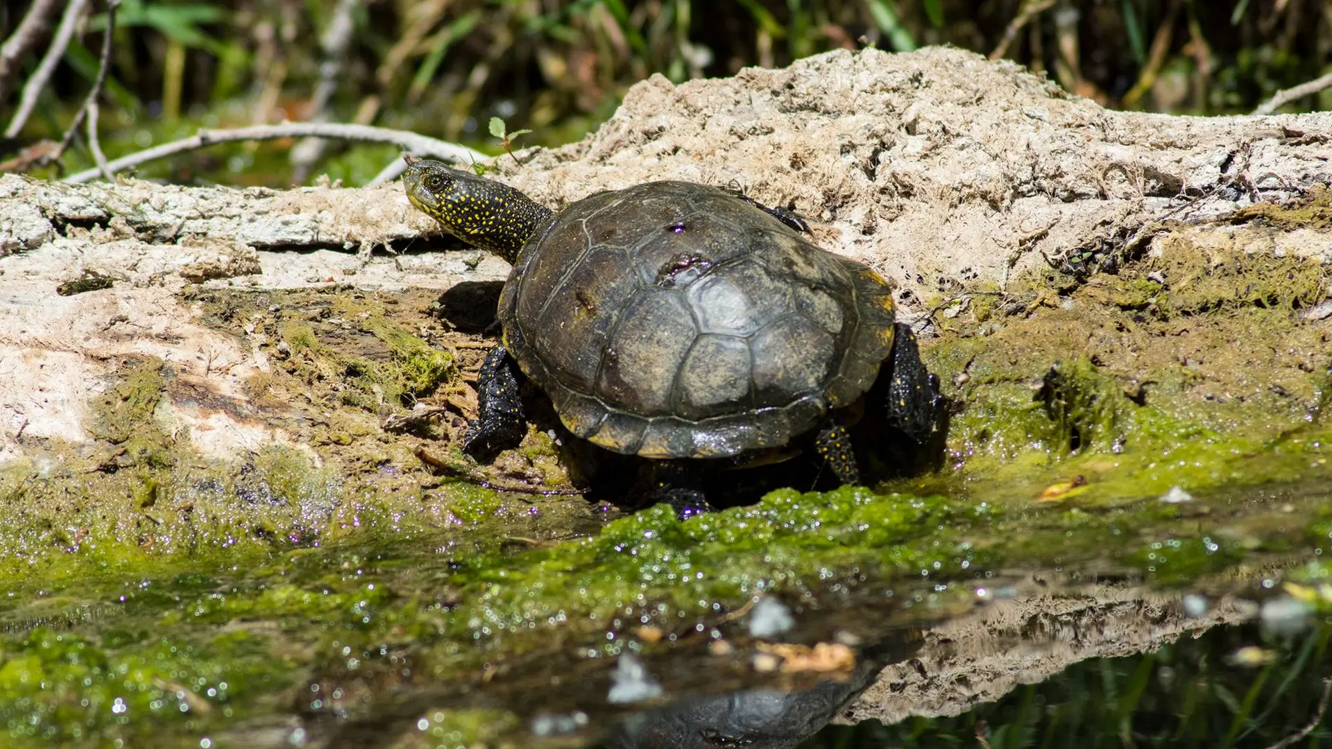 Tortue