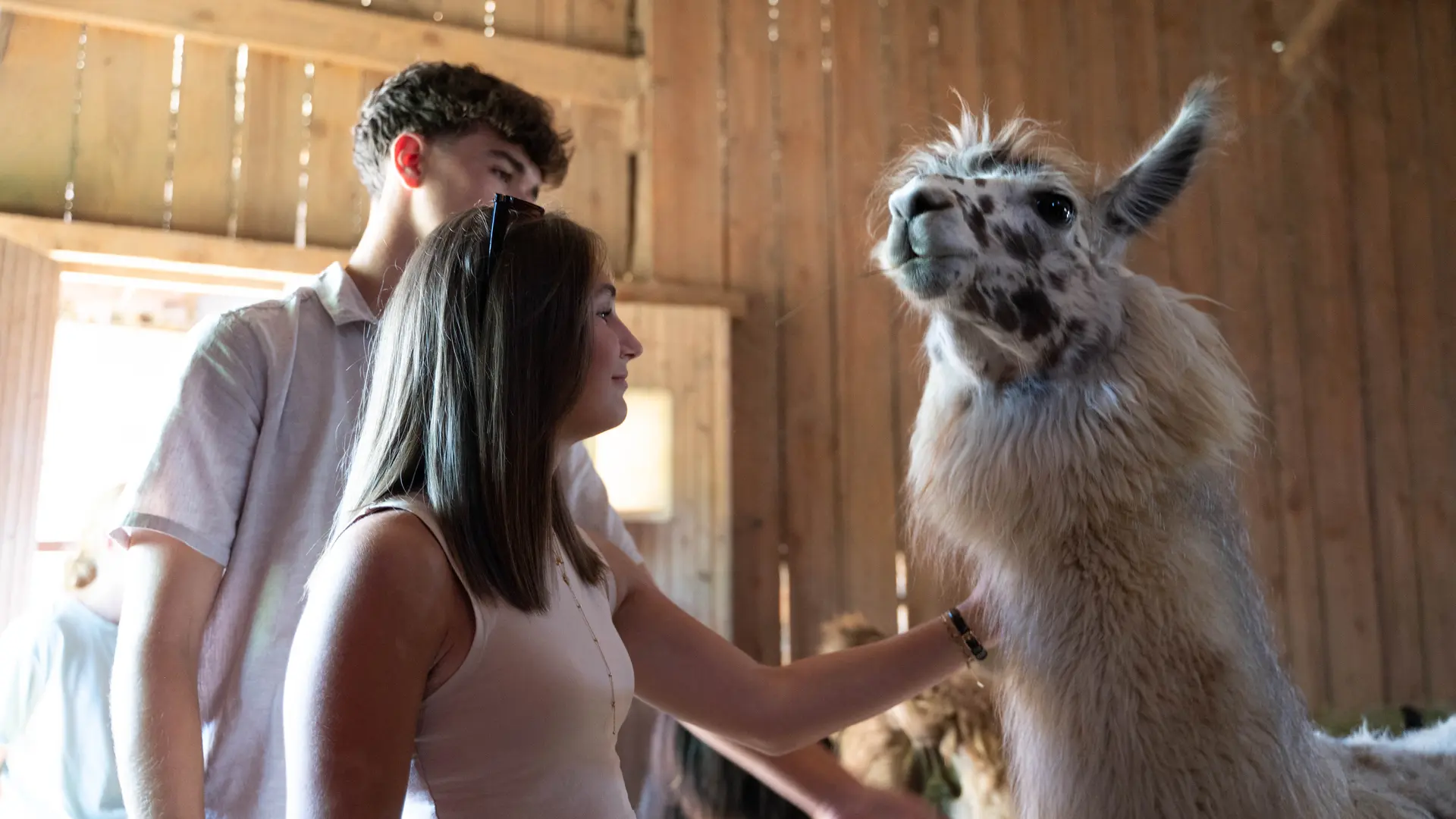 Rencontre VIP avec les Lamas des plaines