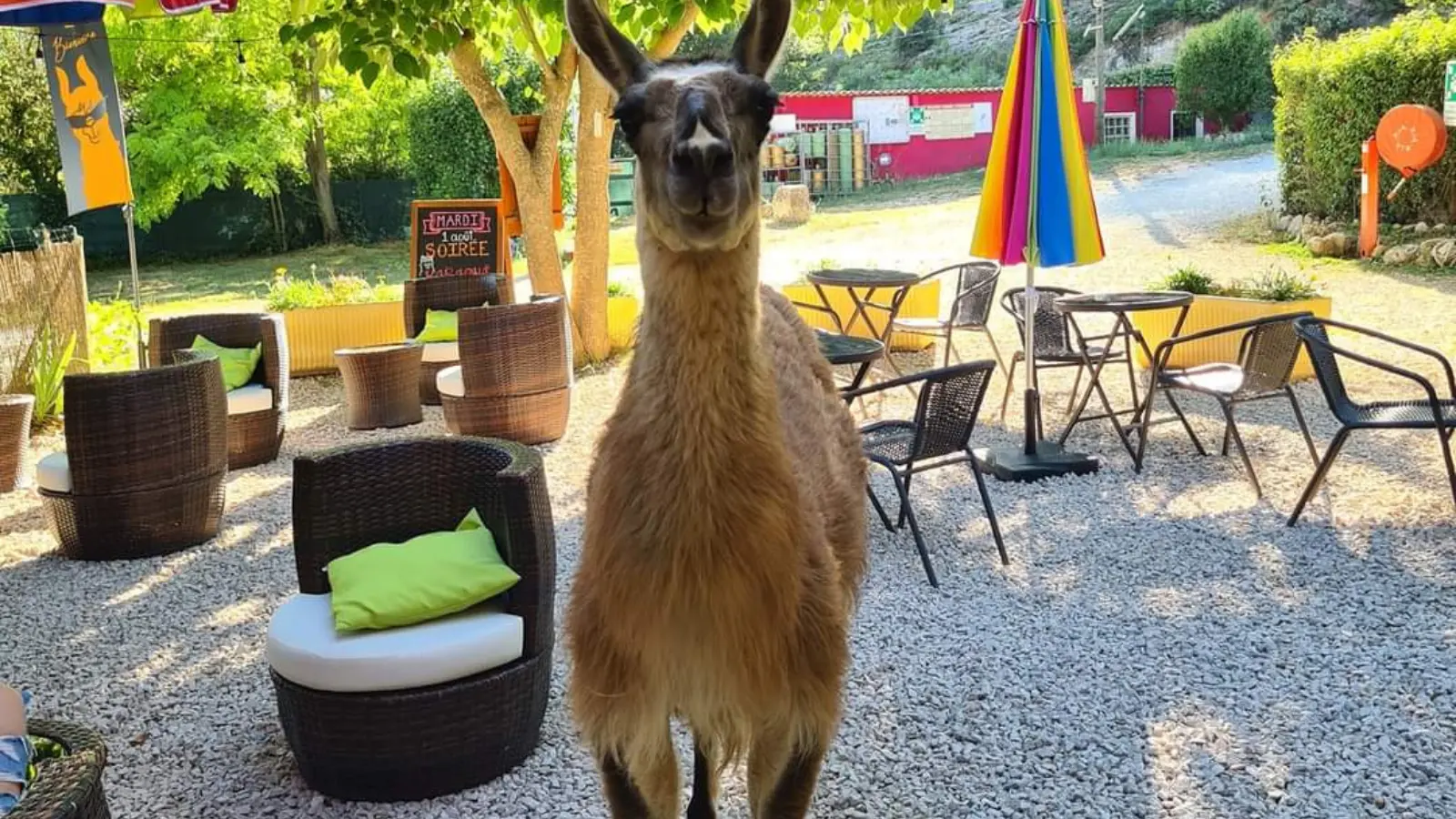 Lama