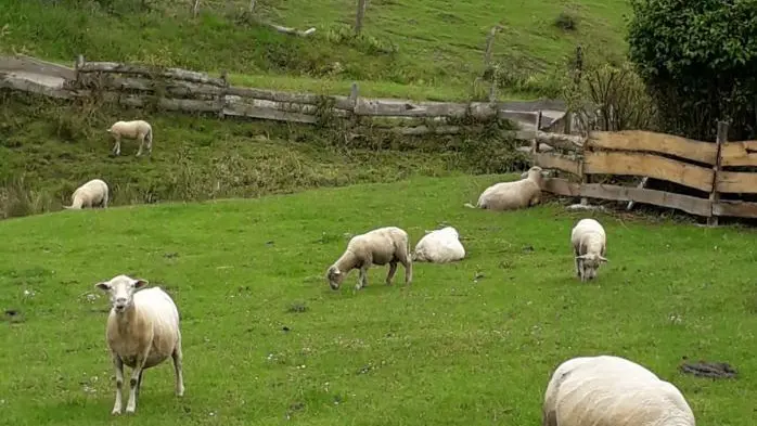 Animaux du Couturon