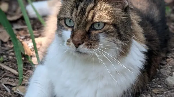 Gîte La Rose et Le Loup Gîtes de France Alpes-Maritimes Speracedes