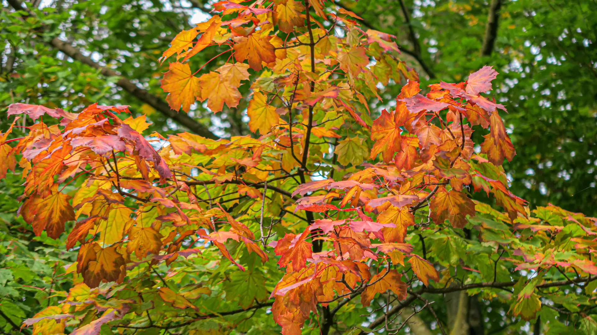 Photo d'un arbre