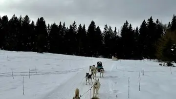 Baptême en traîneau avec Symbiose, chiens polaires
