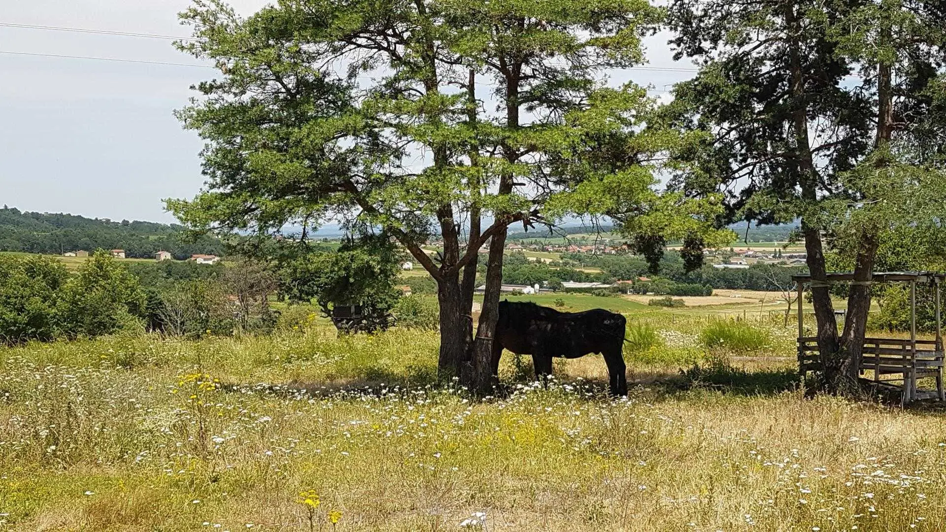 Les chevaux des propriétaires.