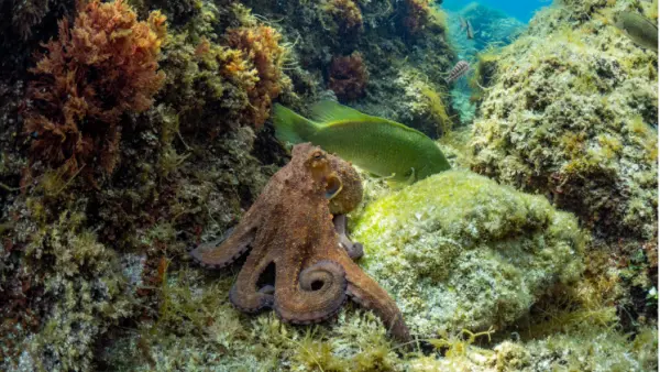 Baptême de plongée en last minute