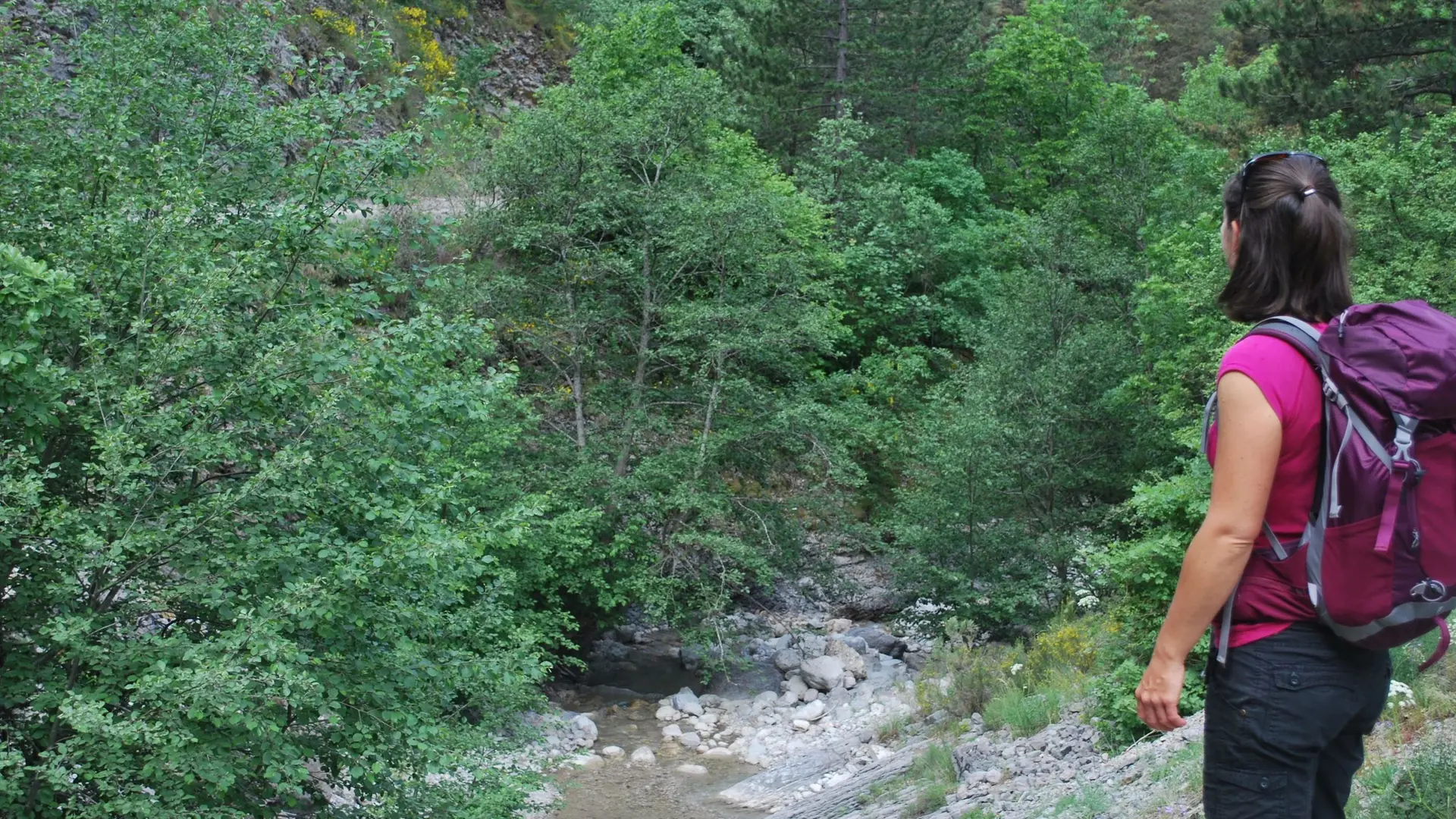 Forêt Domaniale du Vanson