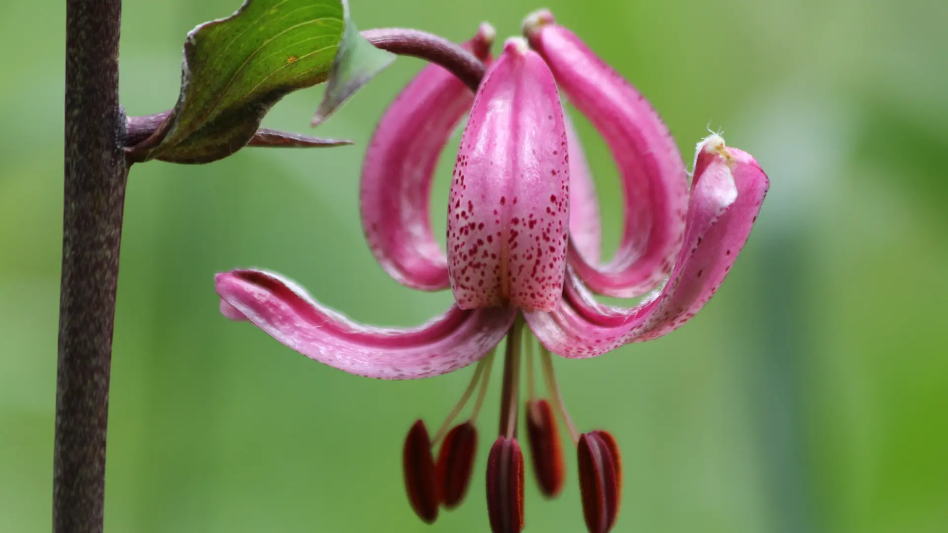 plante de montagne lys martagon