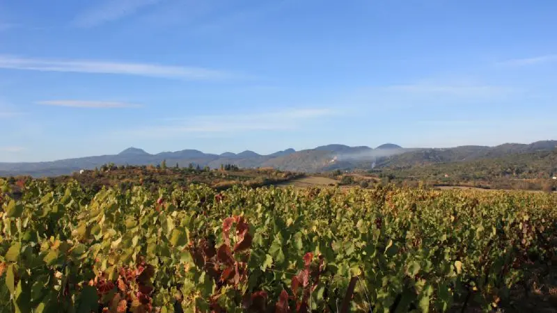 VUE VIGNES LIEUX DIT LES GRANGES