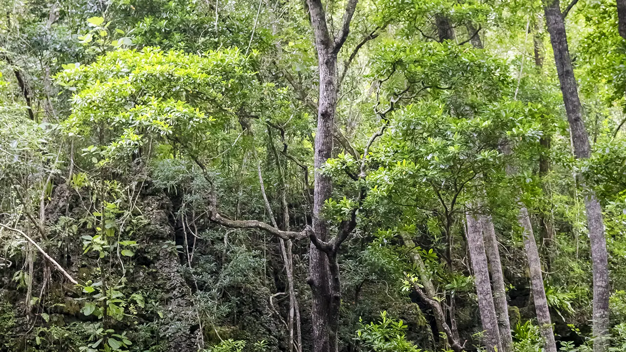 Trees reflected in emerald pools