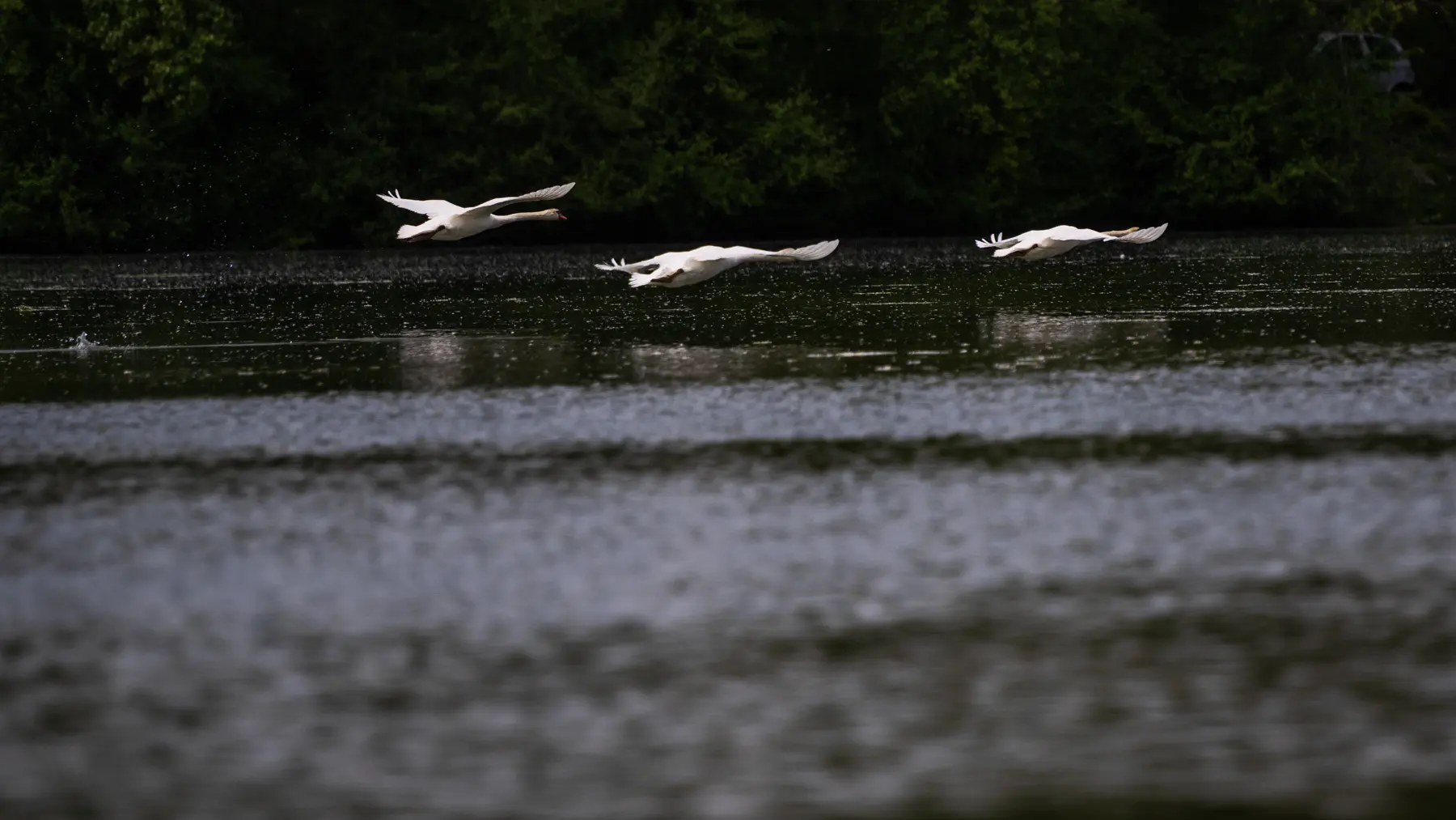 Réserve Ornithologique de la base de loisirs du Tarn et de la Garonne