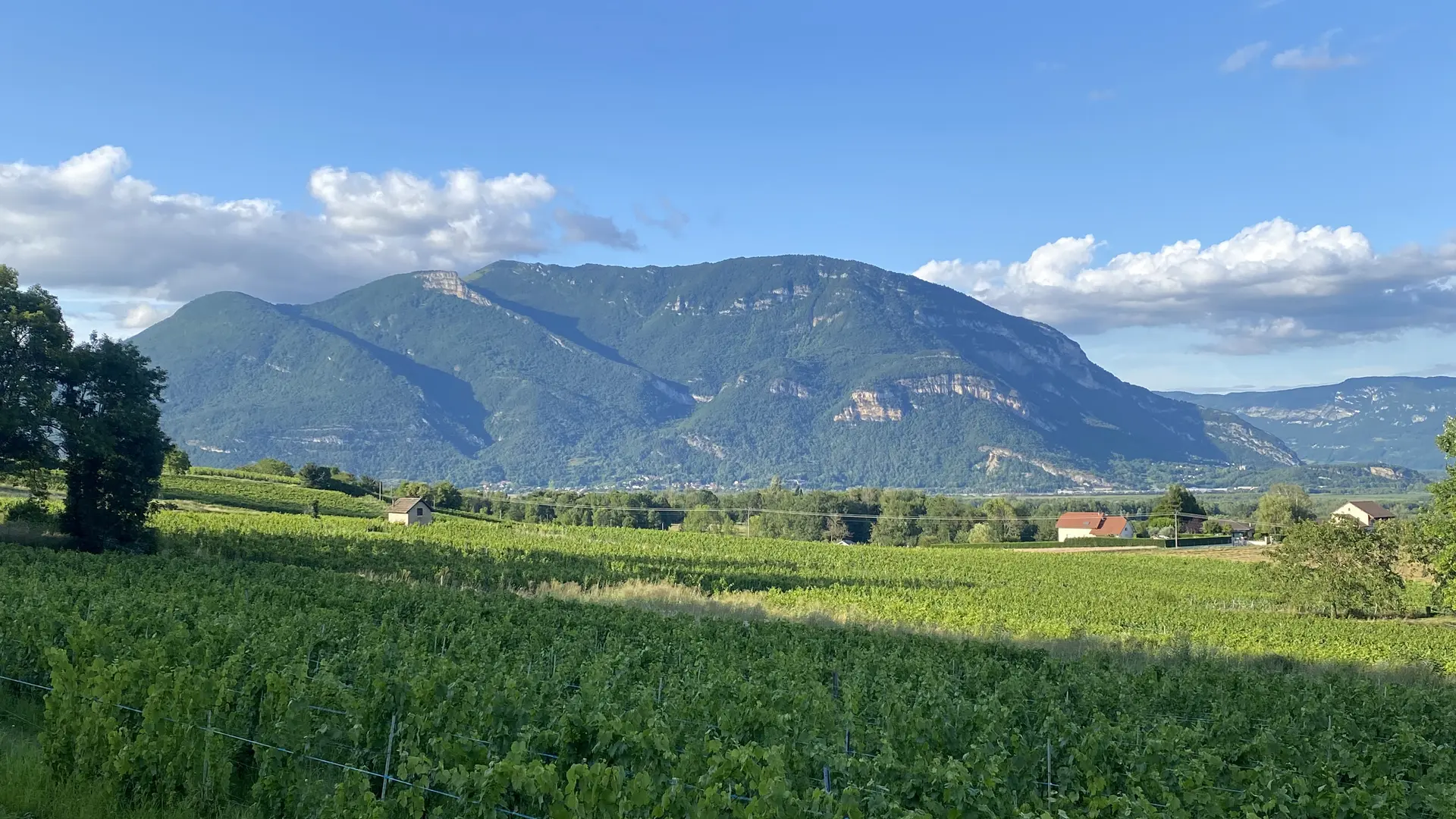 Vue sur les vignes du Bugey et le Grand Colombier