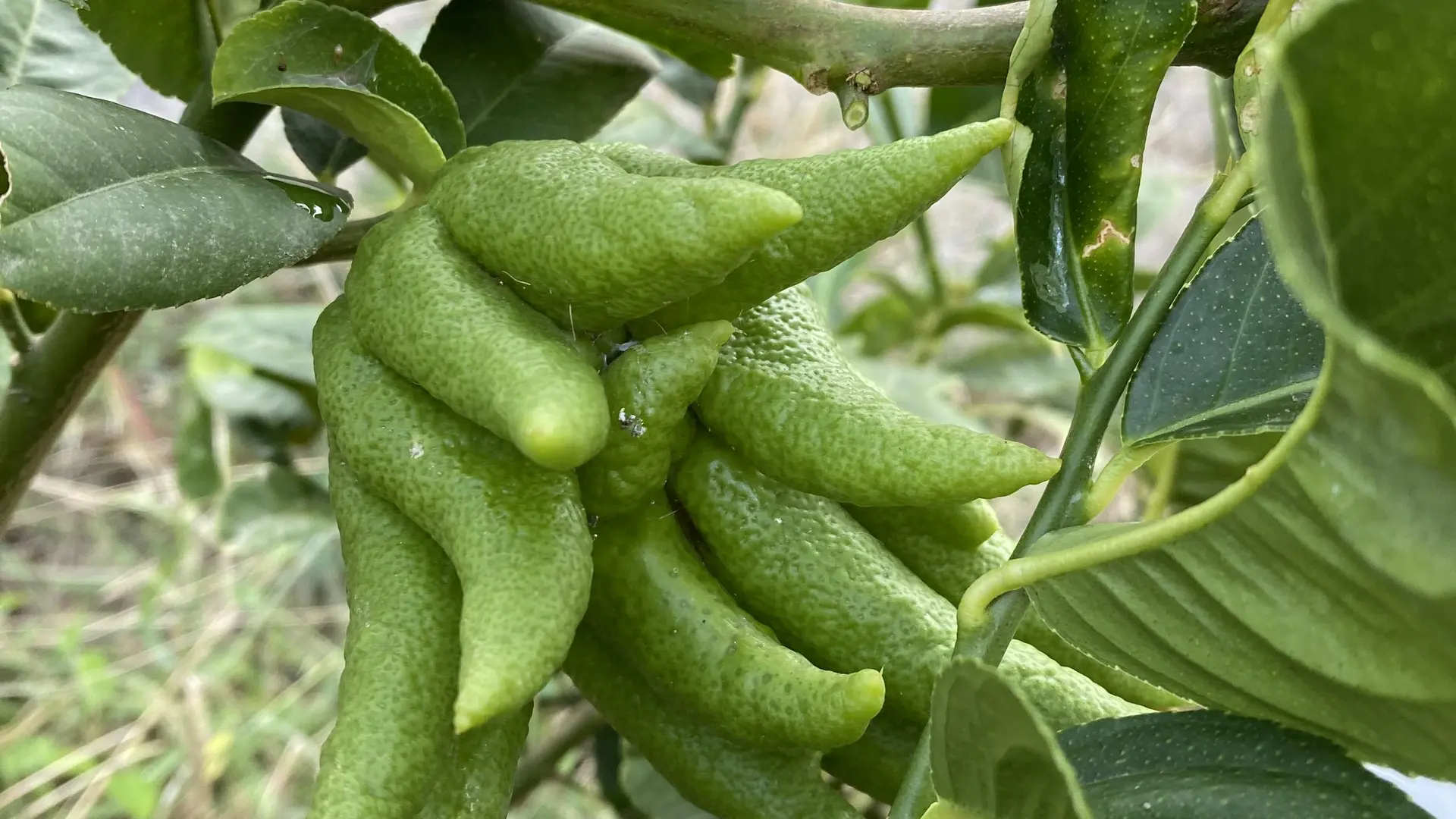 Producteur Citron de Menton