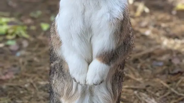 Gîte La Rose et Le Loup Gîtes de France Alpes-Maritimes Speracedes