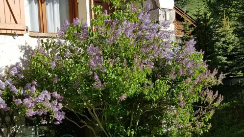 Fleurs_Les Bouquetins_Val d'Isère