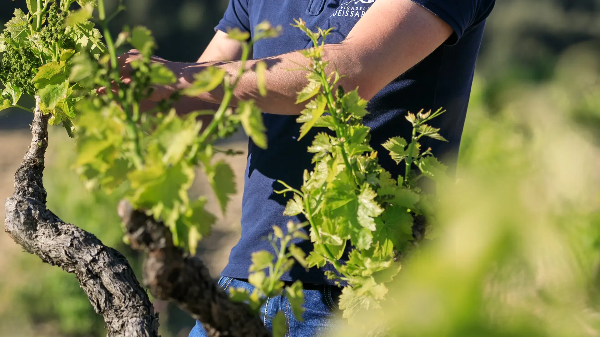 Les vignobles Gueissard