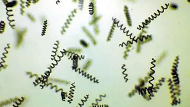 Spiruline de l'Essen'ciel au microscope