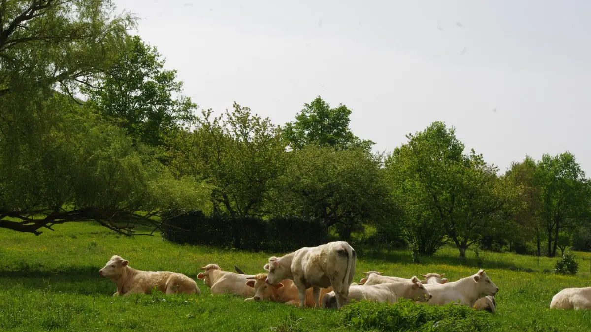 VACHES LA CHANAZ