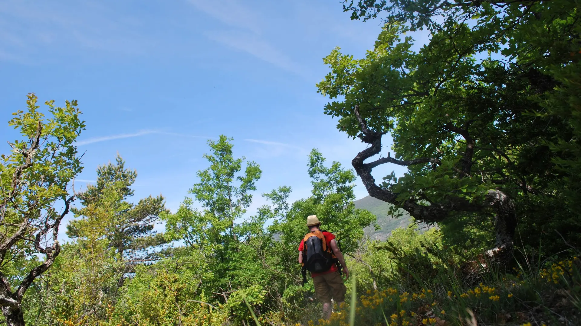 Agréable sentier ombragé