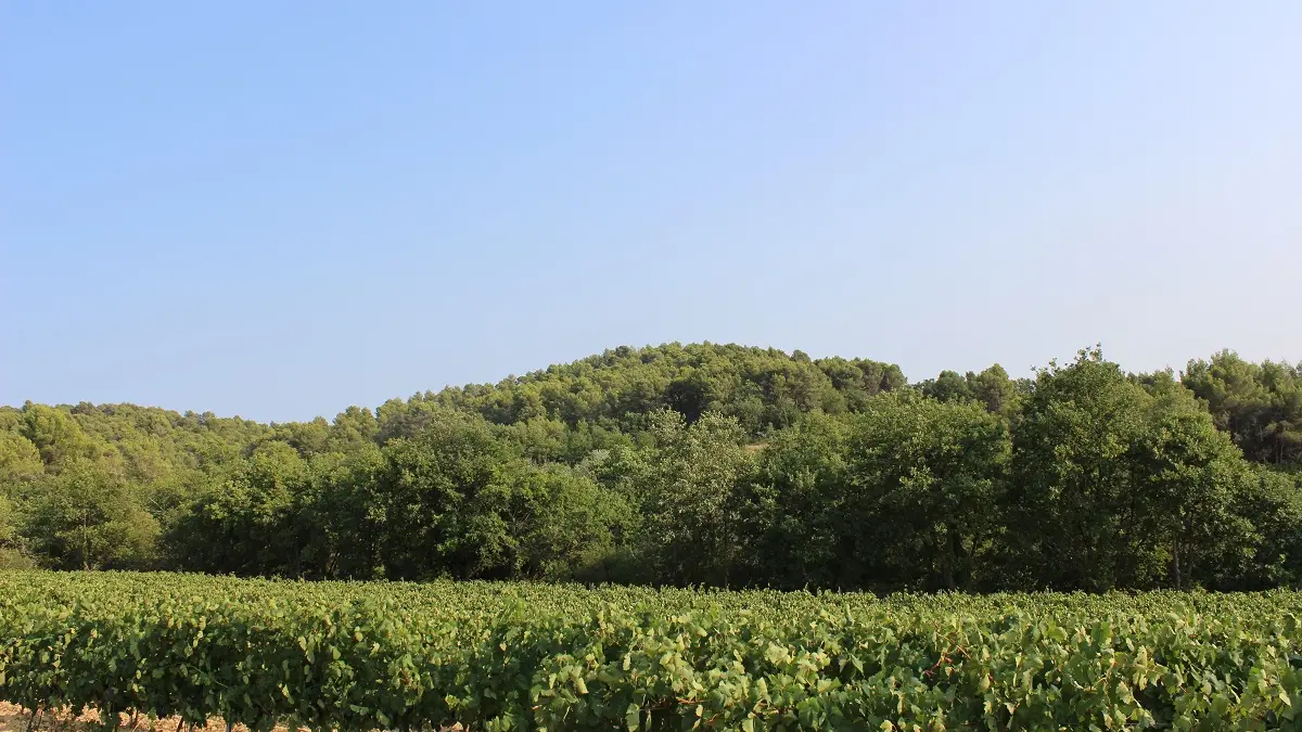 Les vignes