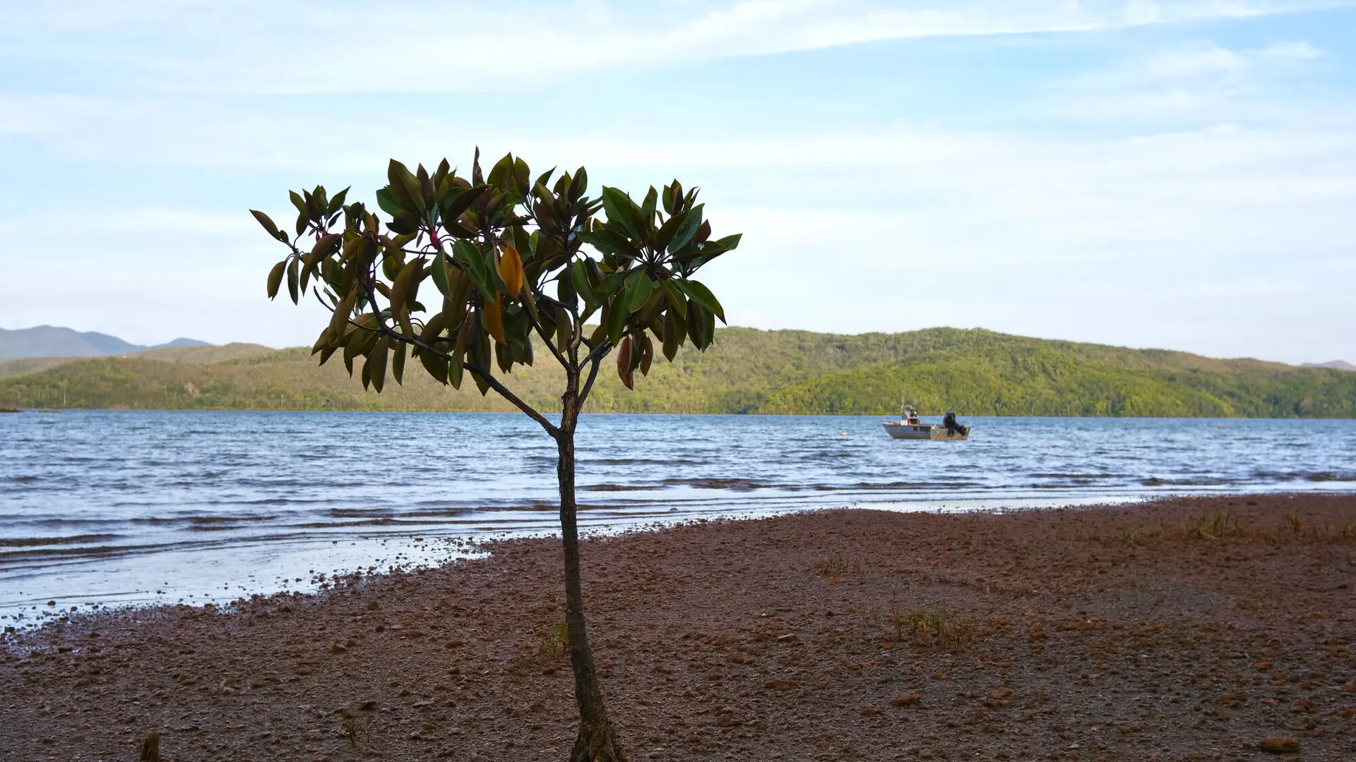 Mangrove - Baie de la Somme