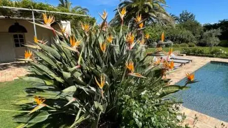 Flo Garden