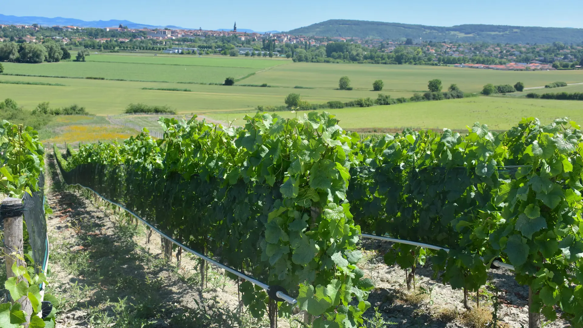 VUE VIGNE LIEUX DIT BIONNET