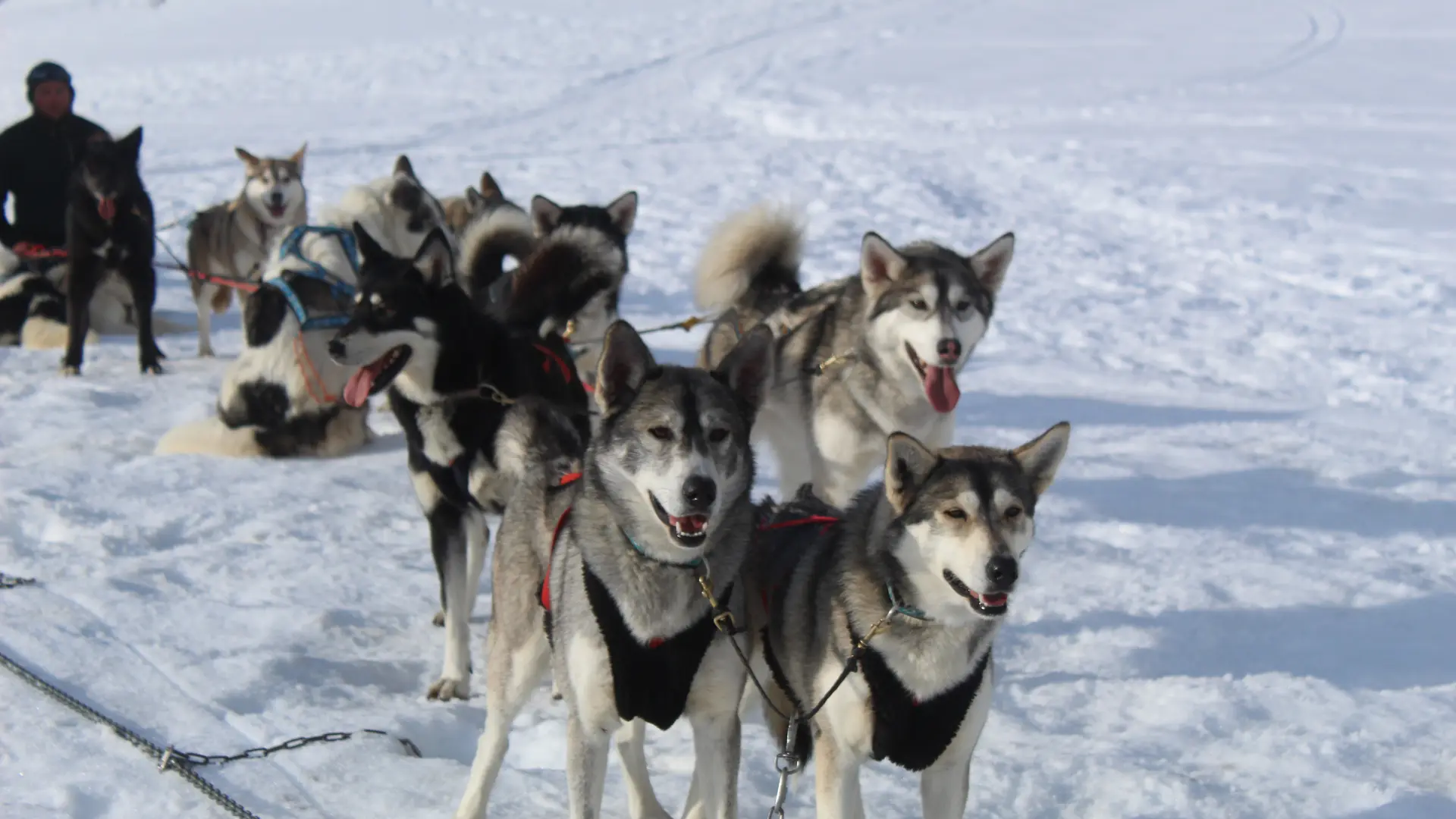 Balade en traîneau à chien avec Banquise Traîneau