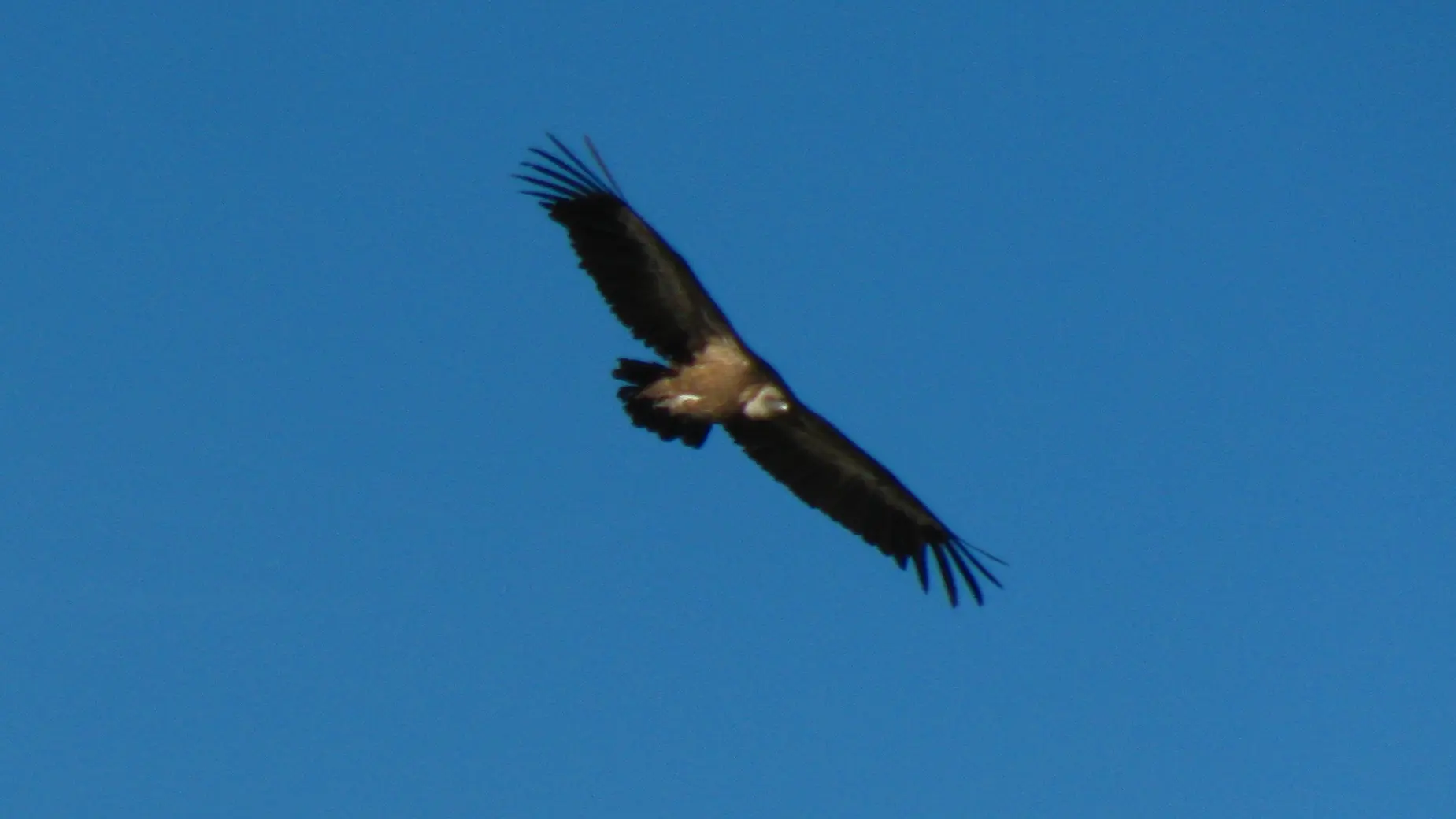 Photographie d'un vautour fauve