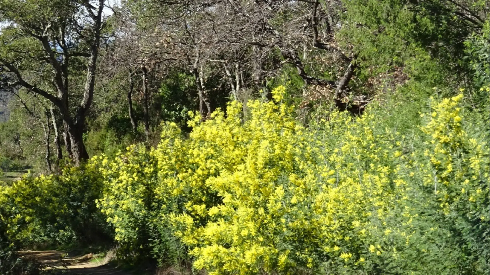 Sentier passant au milieu de la forêt verdoyante