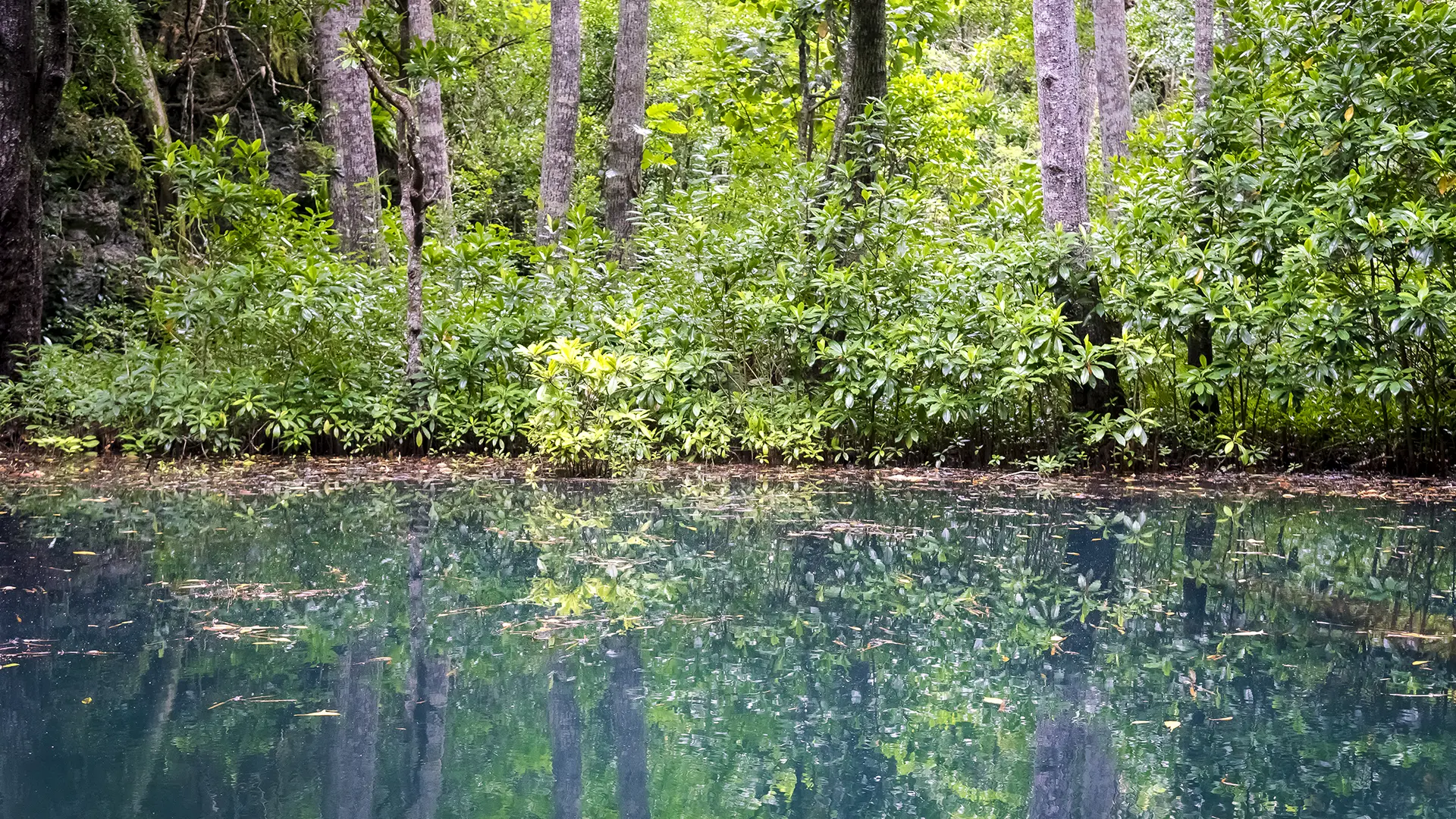 Trees reflected in emerald pools