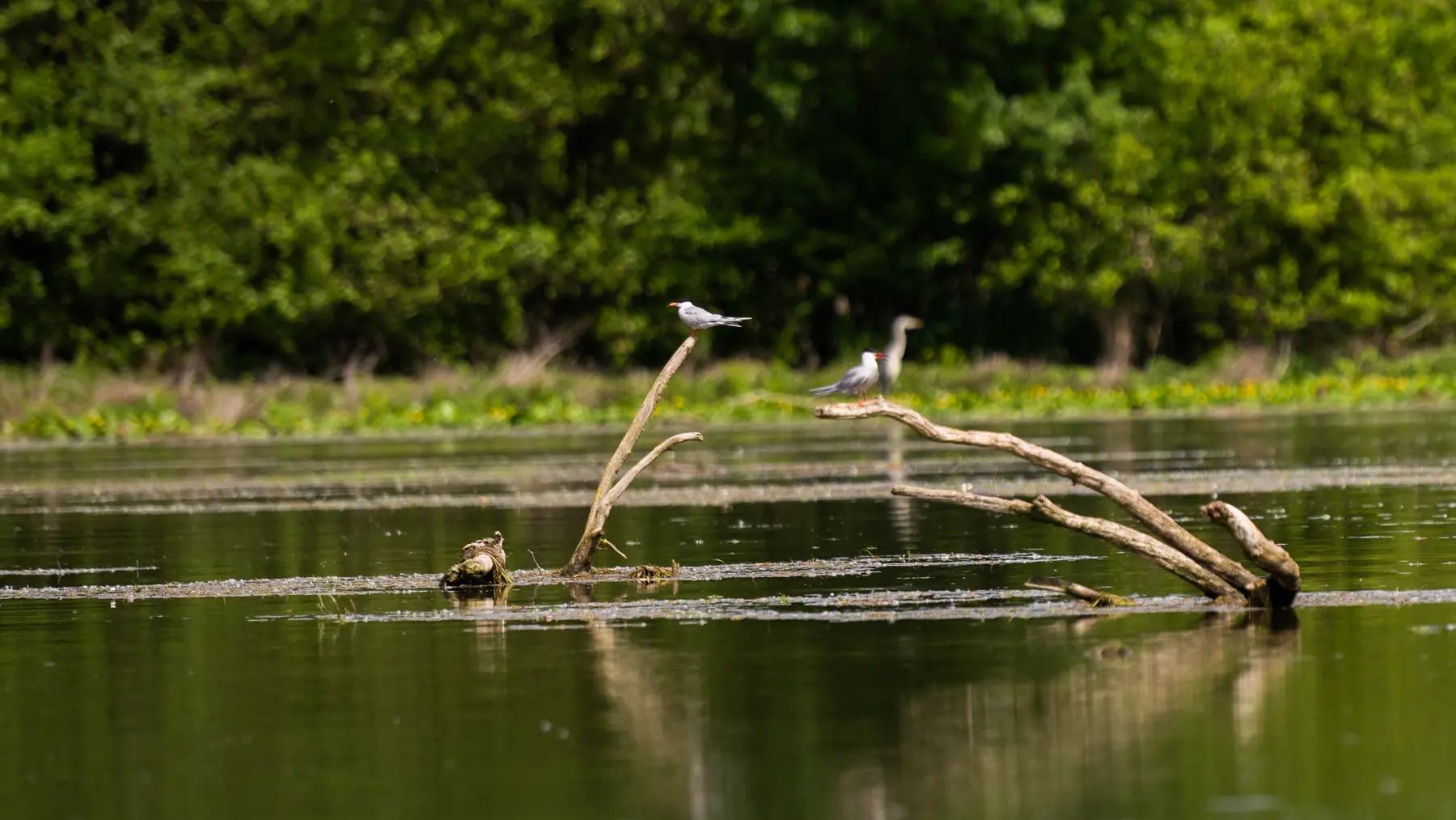 Réserve Ornithologique de la base de loisirs du Tarn et de la Garonne