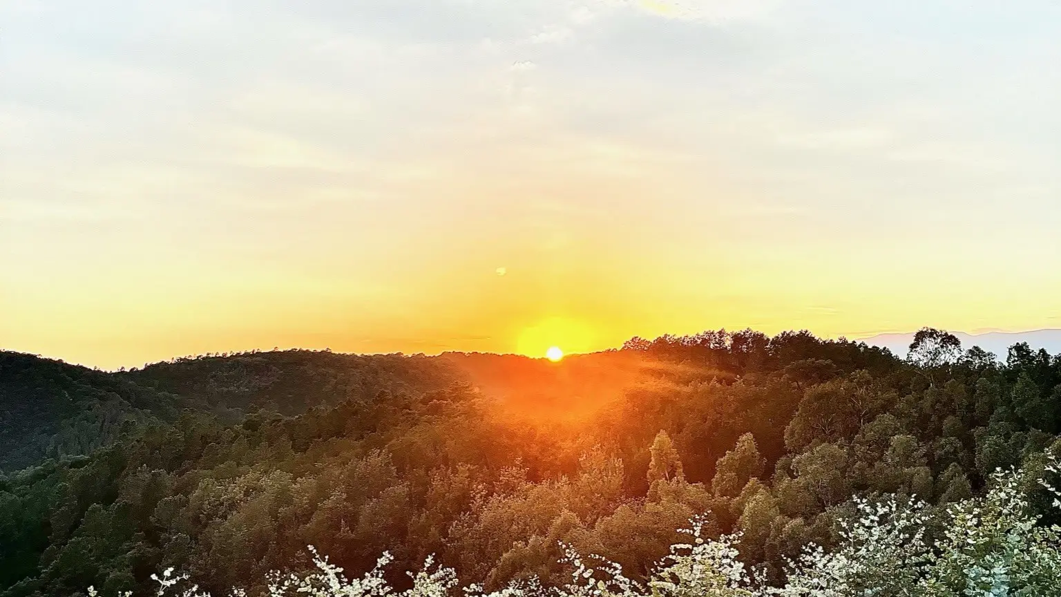 FranceEucaMimosa_Tanneron