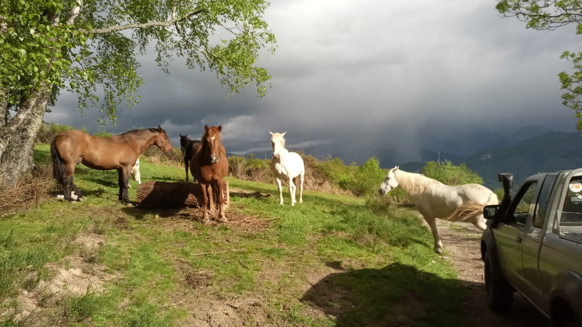 harde de chevaux