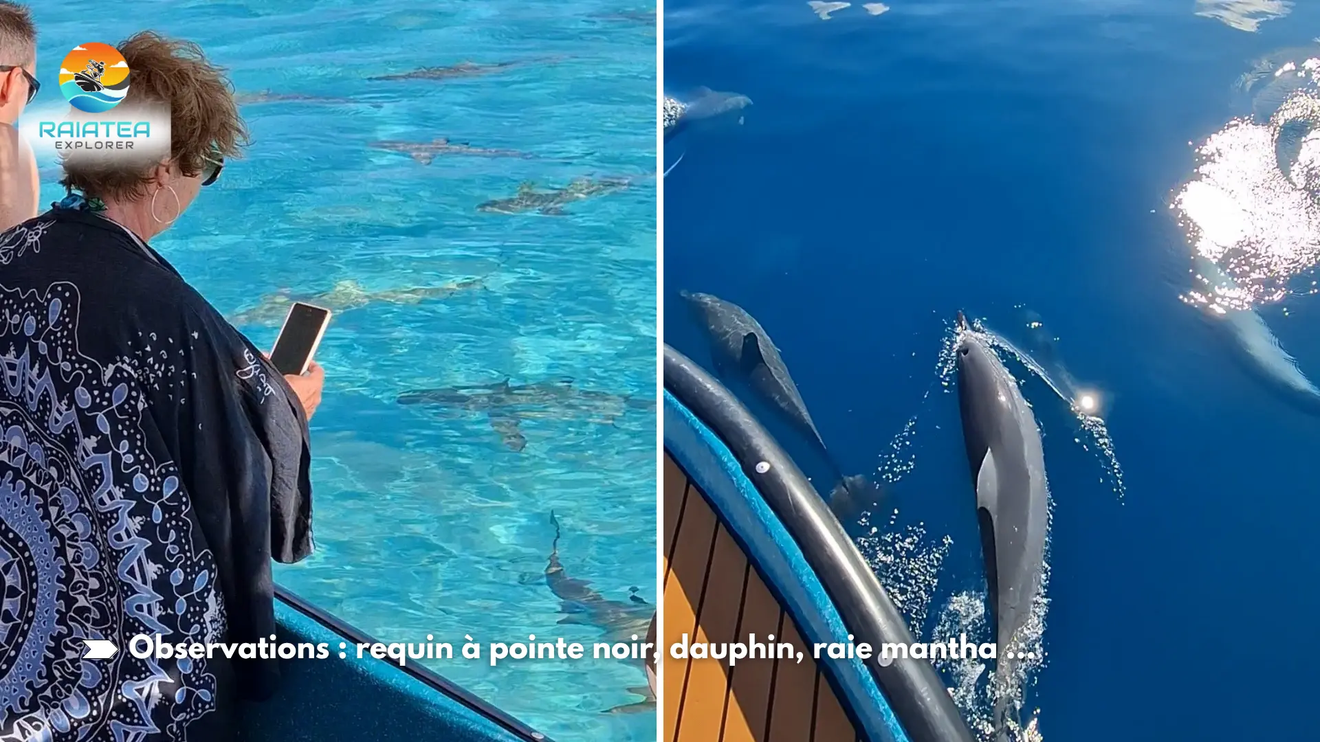 Observation requin pointe noir, dauphin, raie mantha
