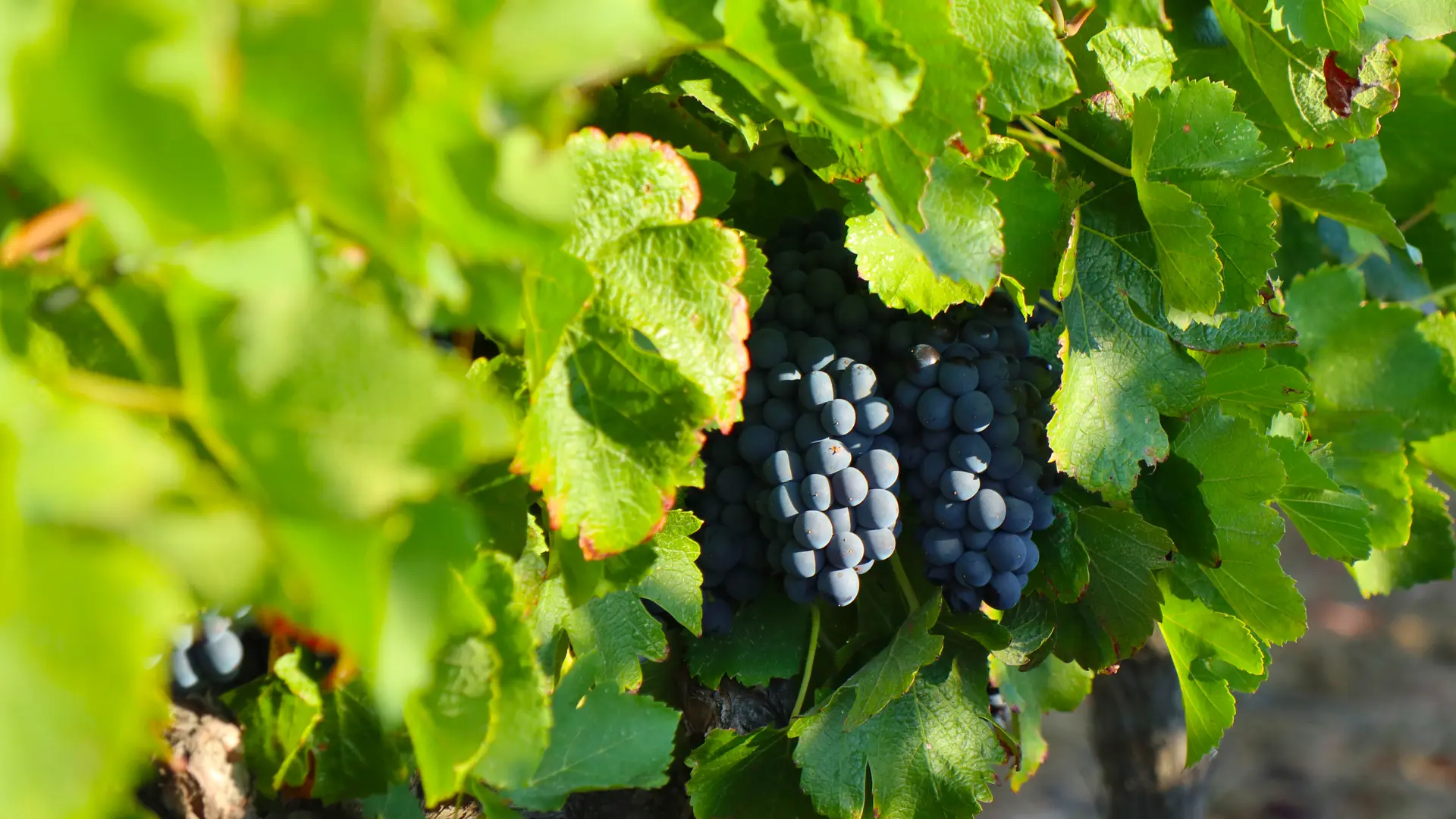 Grappe dans les Vignes de Bertaud-Bélieu à Gassin - https://gassin.eu